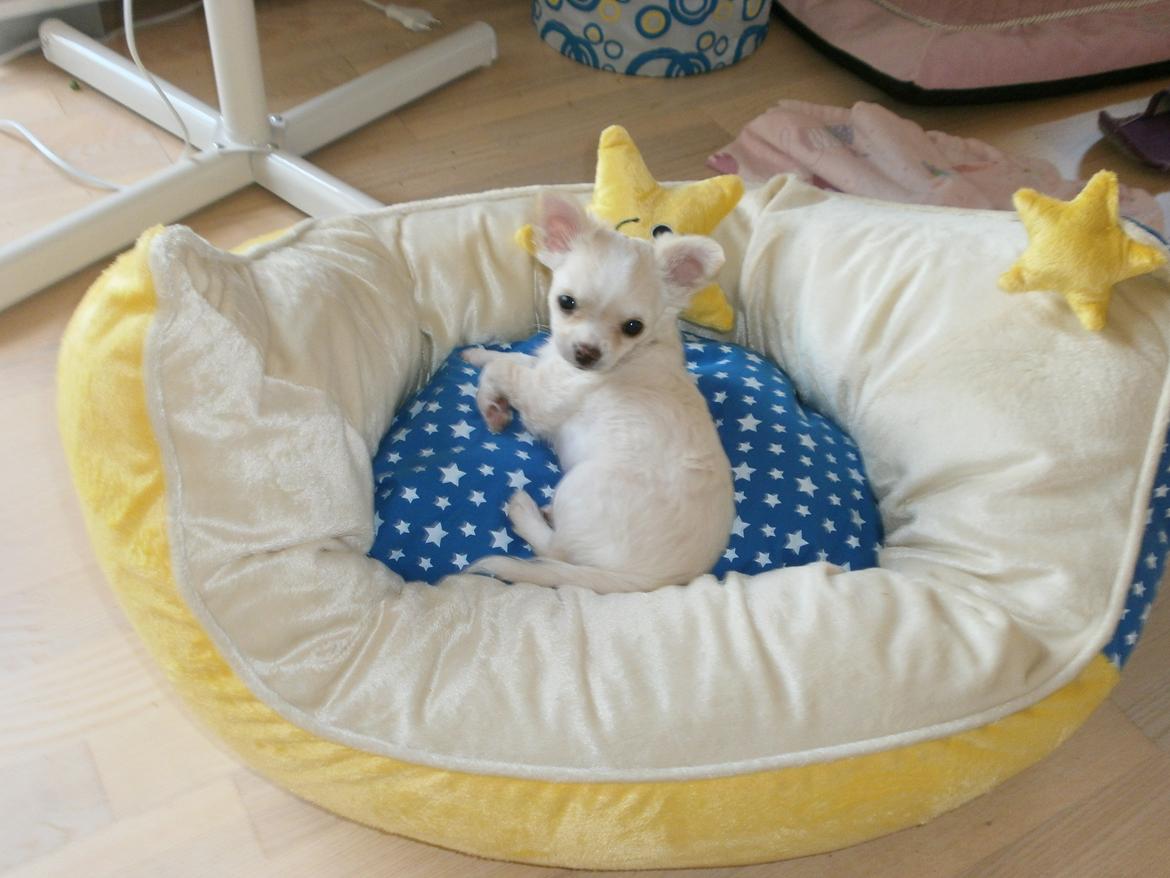 Chihuahua Lia billede 10