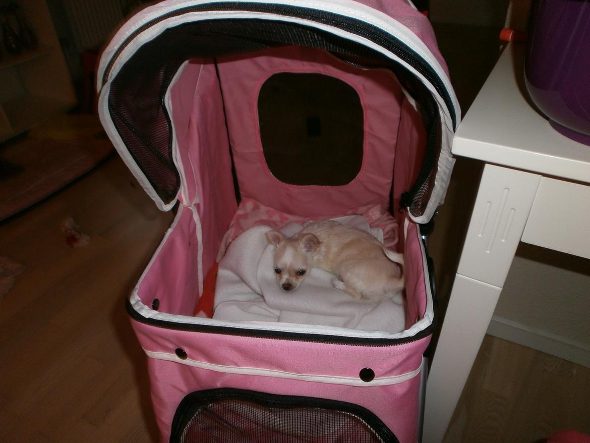 Chihuahua Lia billede 11