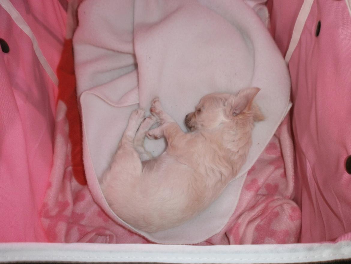 Chihuahua Lia billede 12