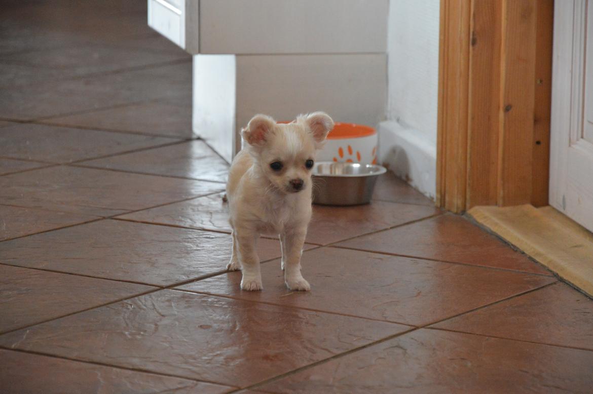 Chihuahua Lia billede 13