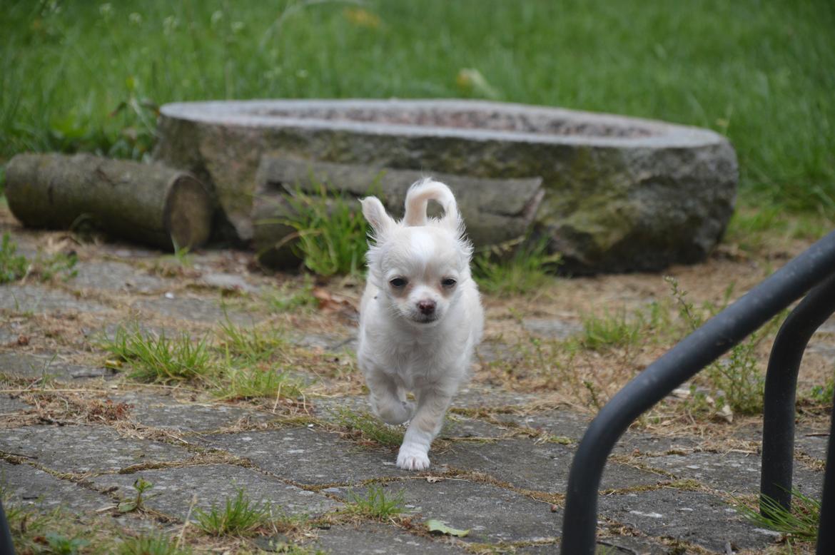 Chihuahua Lia billede 14