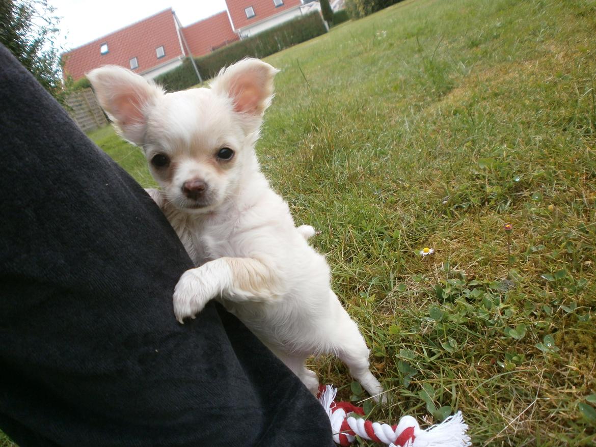 Chihuahua Lia billede 15