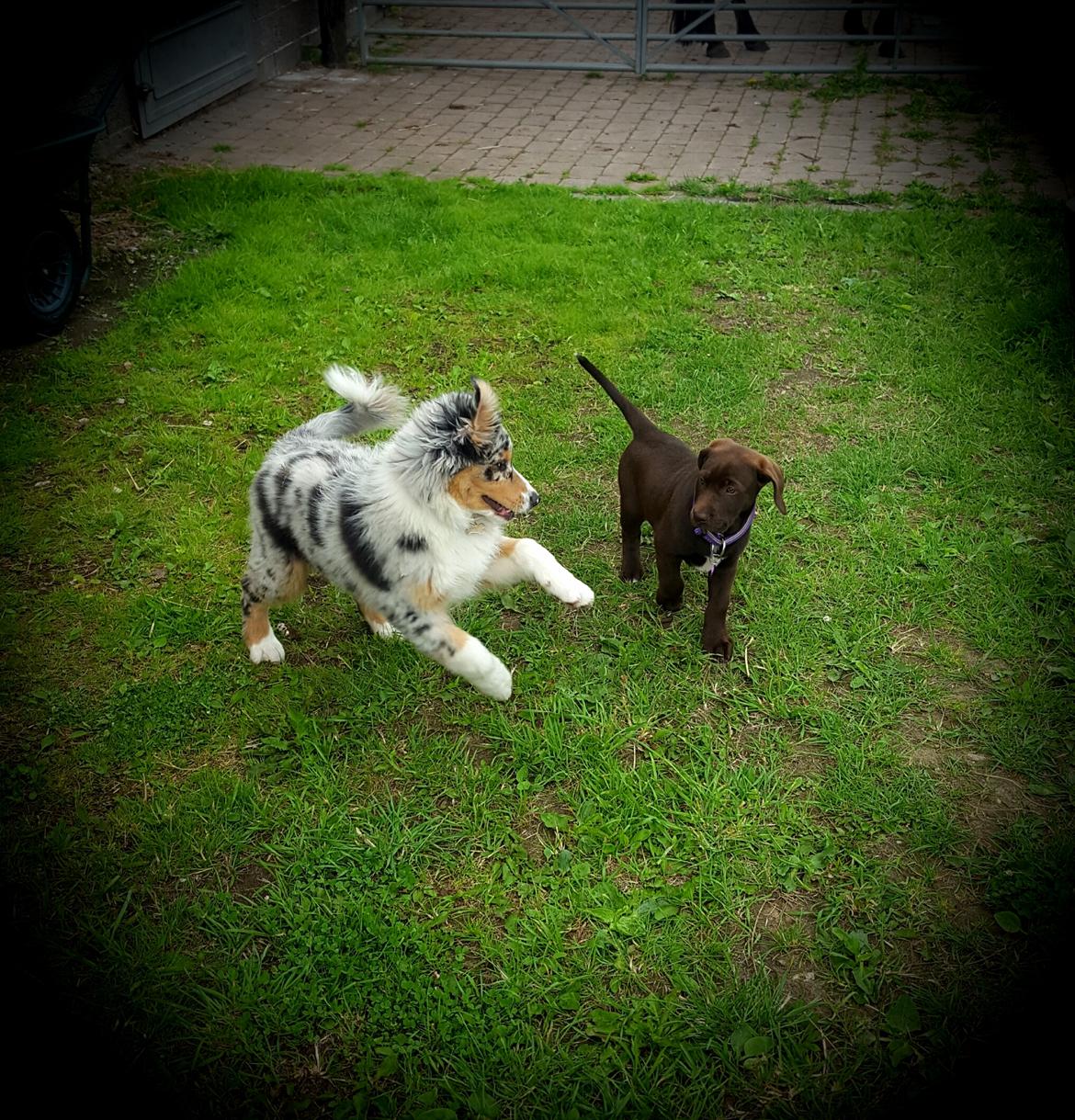 Australian shepherd Nougat billede 18