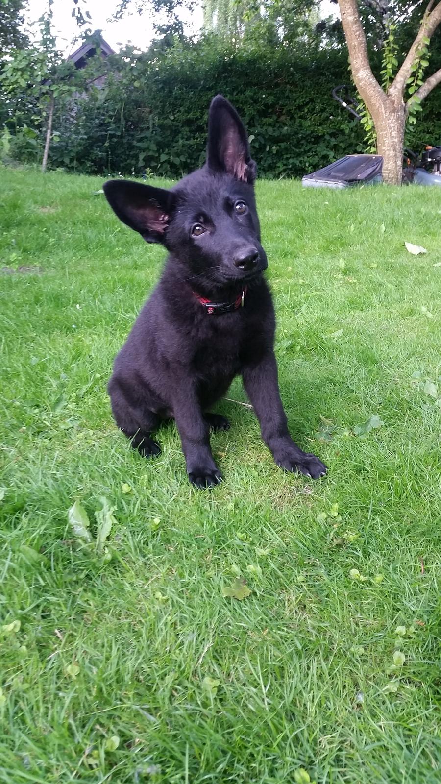 Schæferhund Nala  billede 1