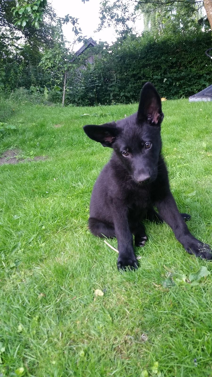 Schæferhund Nala  billede 2