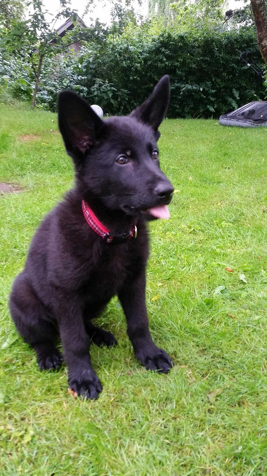 Schæferhund Nala  billede 3