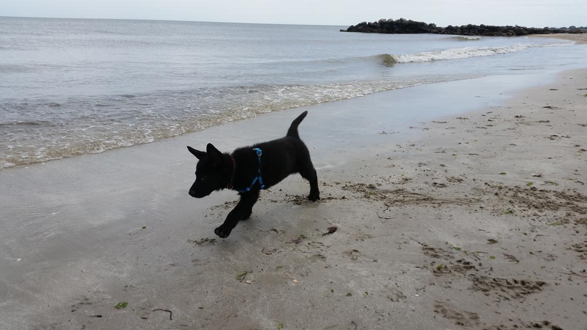 Schæferhund Nala  billede 4