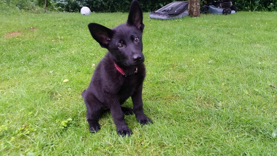 Schæferhund Nala  billede 5