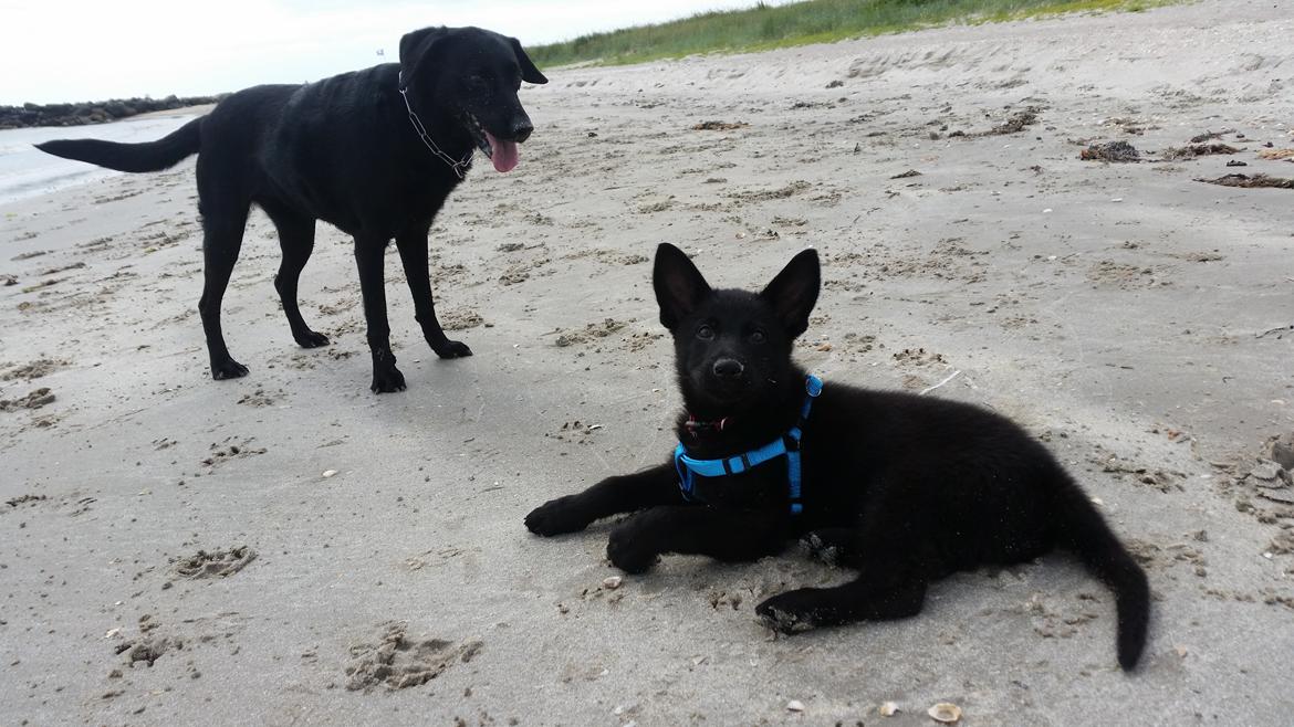 Schæferhund Nala  billede 6