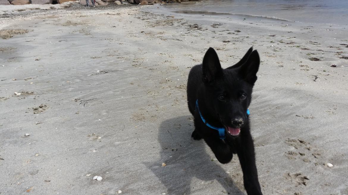 Schæferhund Nala  billede 7