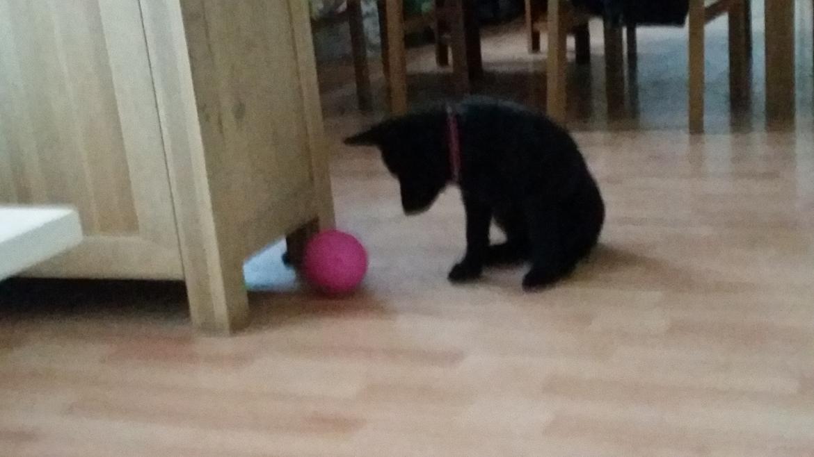 Schæferhund Nala  billede 8