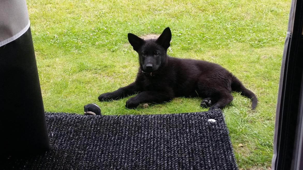 Schæferhund Nala  billede 9