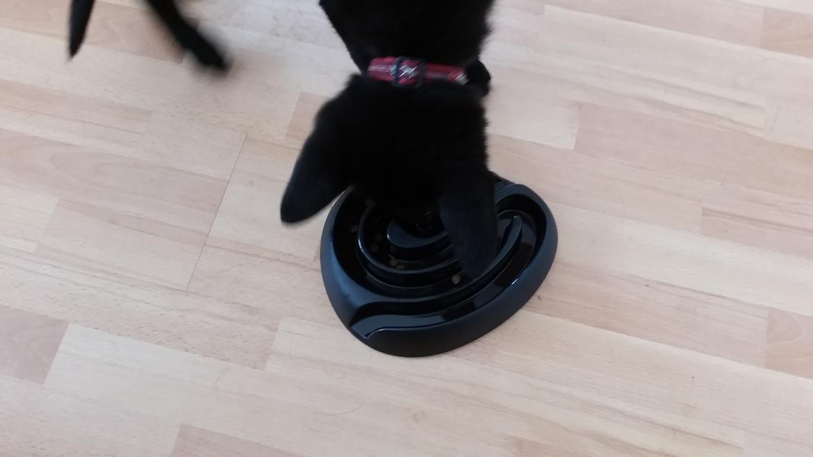 Schæferhund Nala  billede 10