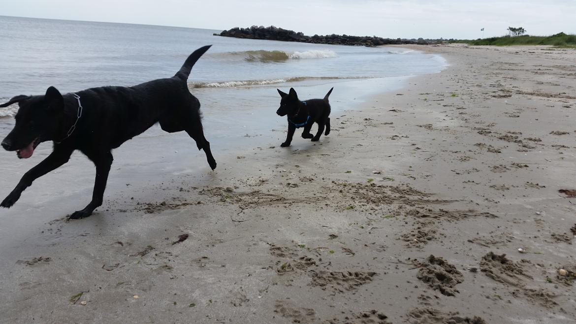 Schæferhund Nala  billede 11