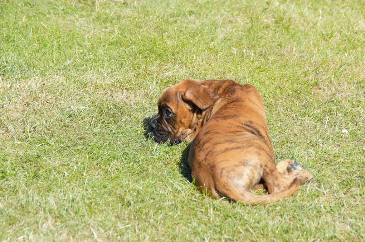 Boxer Bølle billede 6