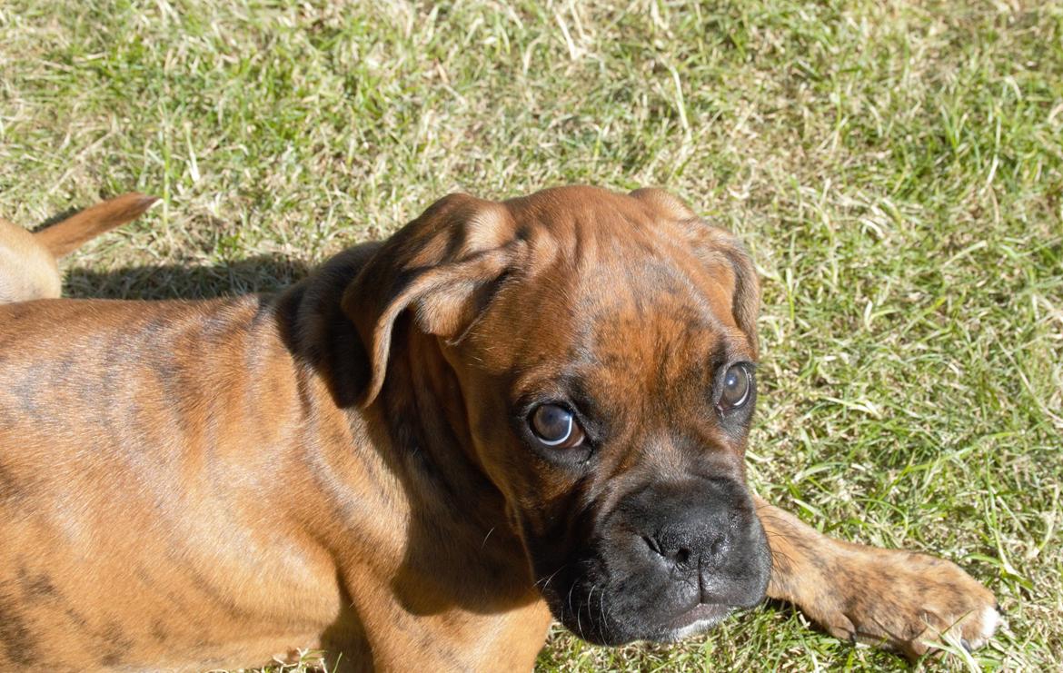 Boxer Bølle billede 7