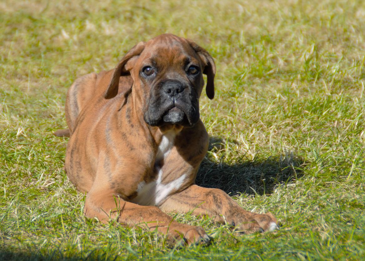 Boxer Bølle billede 8