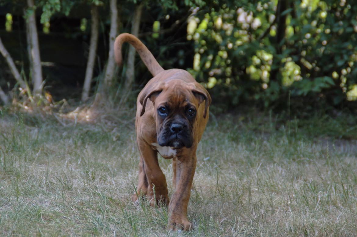 Boxer Bølle billede 9