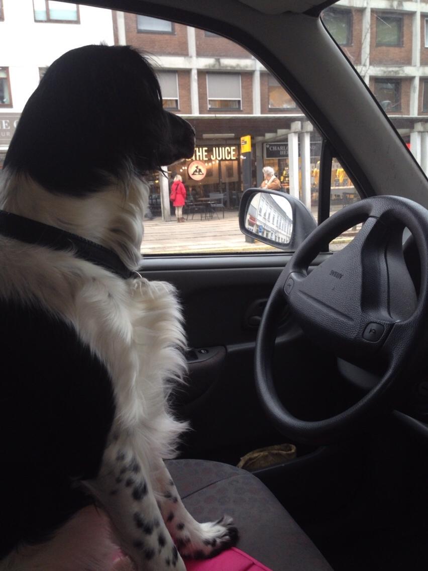 Blanding af racer Charlie (Thor) billede 9