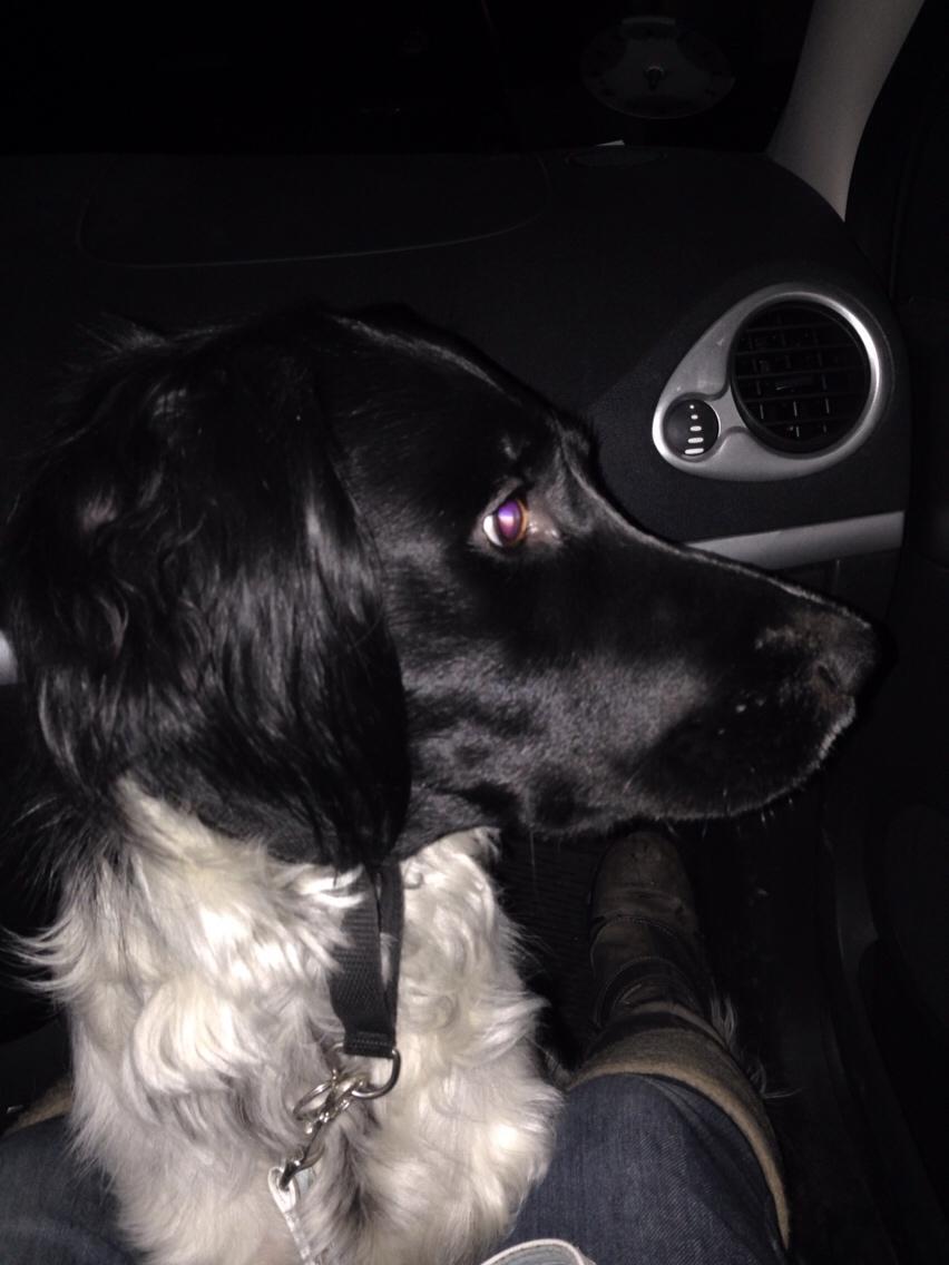 Blanding af racer Charlie (Thor) billede 8