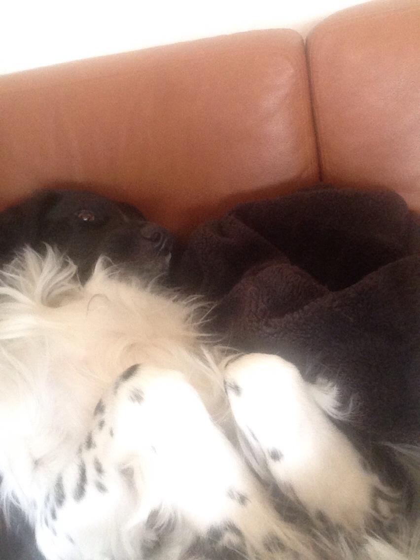 Blanding af racer Charlie (Thor) billede 10