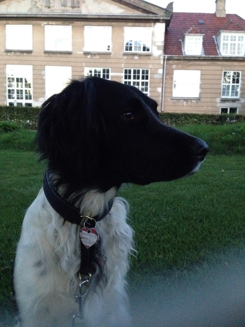 Blanding af racer Charlie (Thor) billede 12