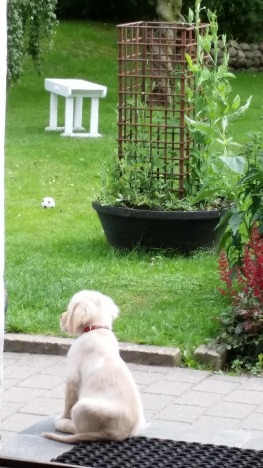 Golden retriever Sindie billede 11