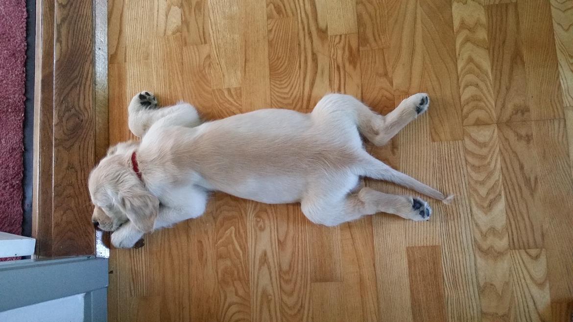 Golden retriever Sindie billede 12