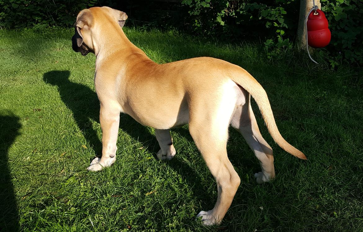 Perro de Presa Canario Crystal Fuerza Bull (Mina) - 14 uger gammel. Vejer 15kg. billede 29