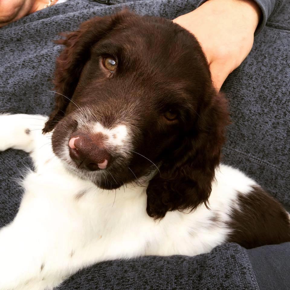 Kleiner münsterländer Milo - 02.07.2016 billede 17