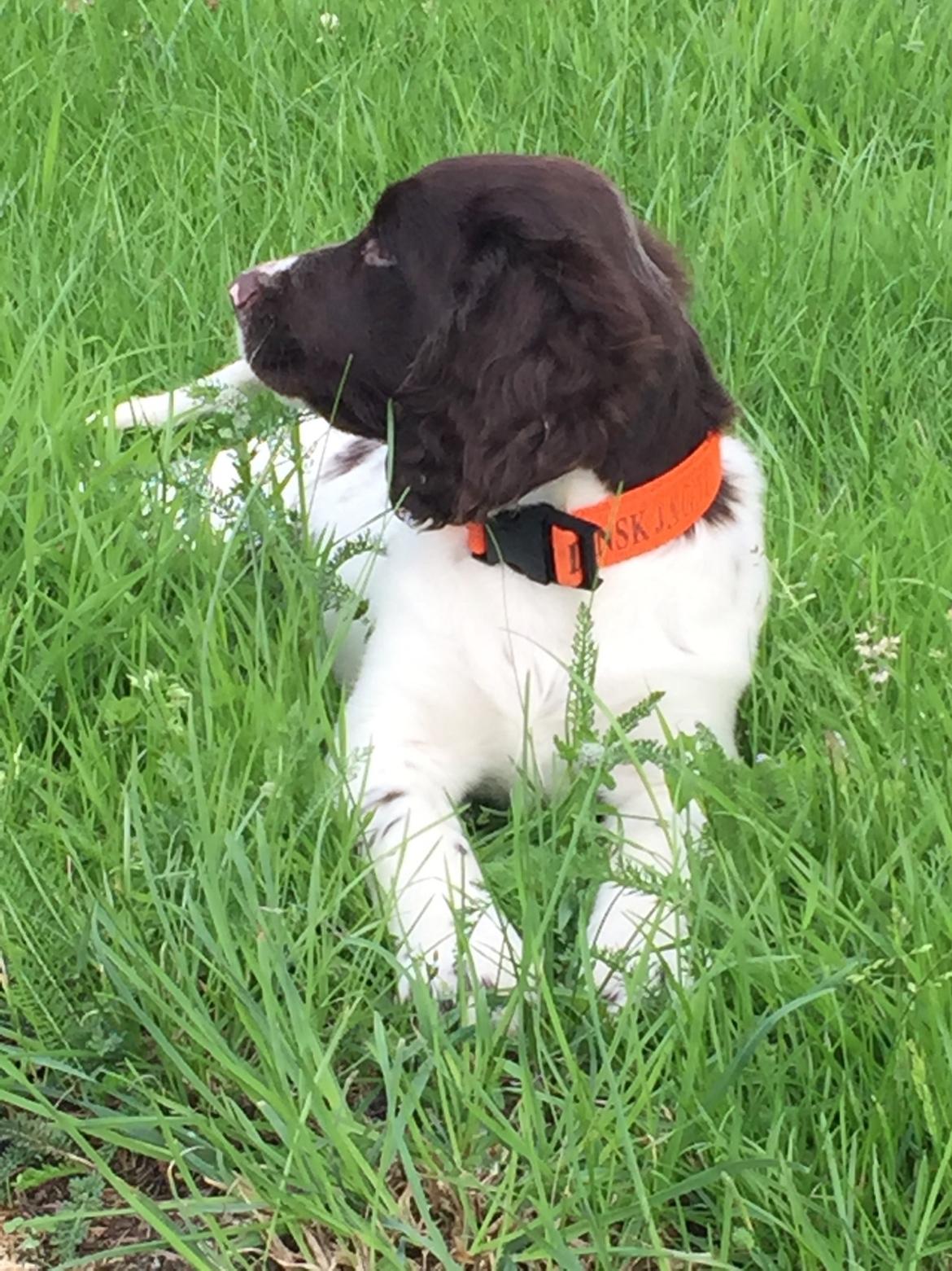Kleiner münsterländer Milo - 02.07.2016 billede 20