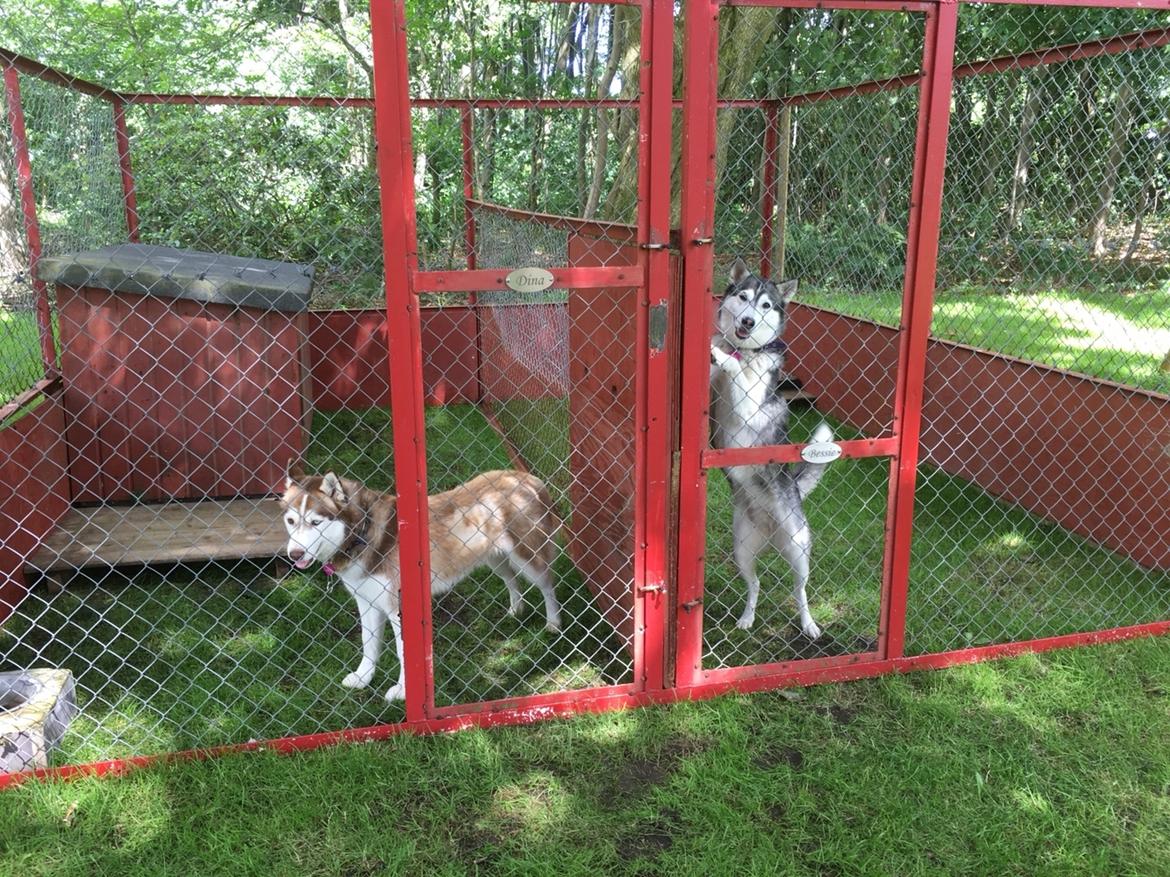 Siberian husky Fluffi billede 6