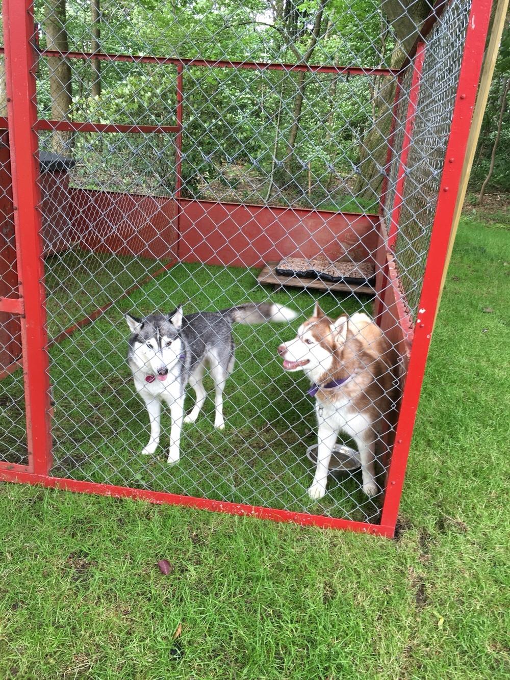 Siberian husky Fluffi billede 4