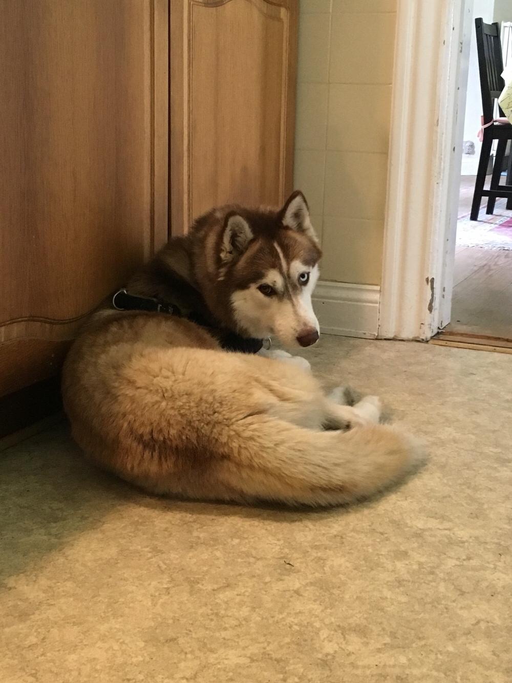 Siberian husky Fluffi billede 8