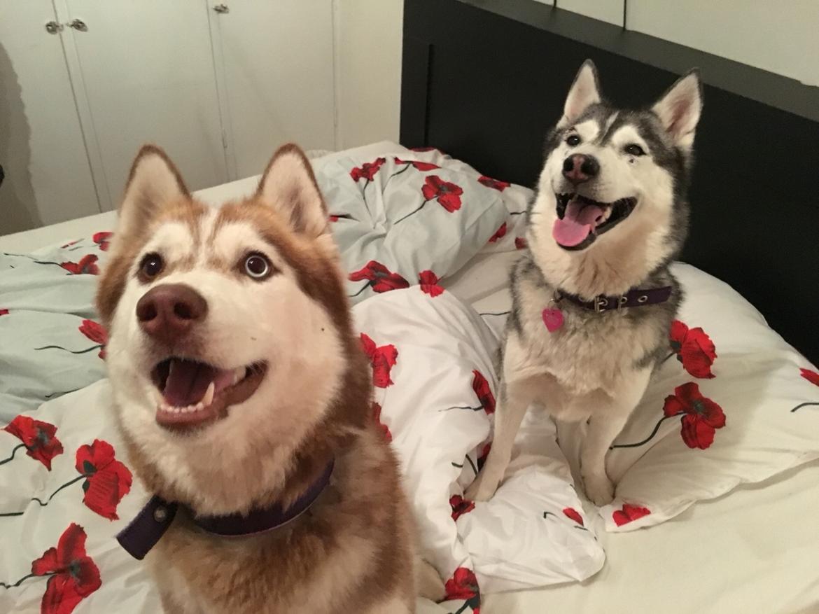 Siberian husky Fluffi billede 9