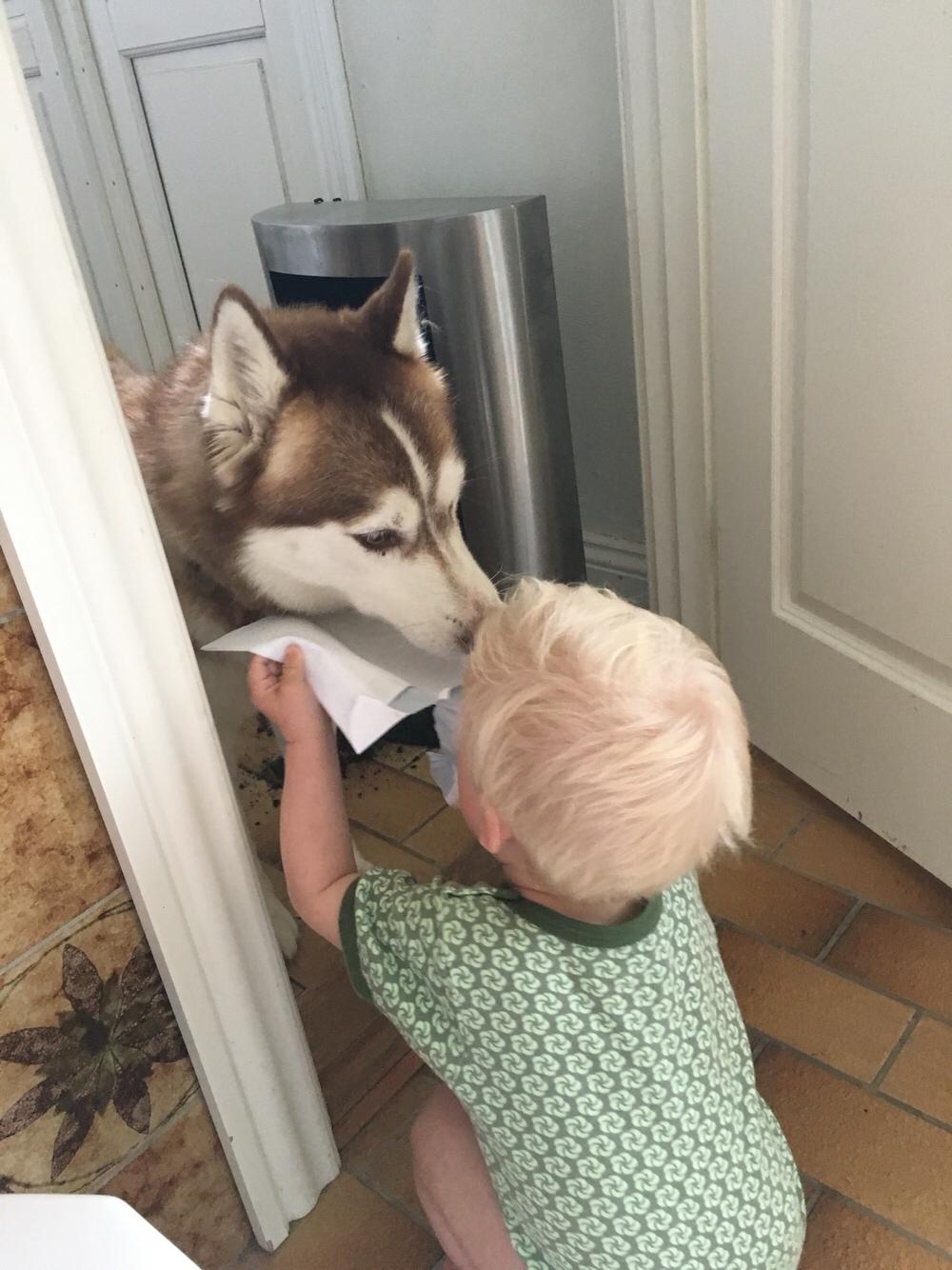 Siberian husky Fluffi billede 12