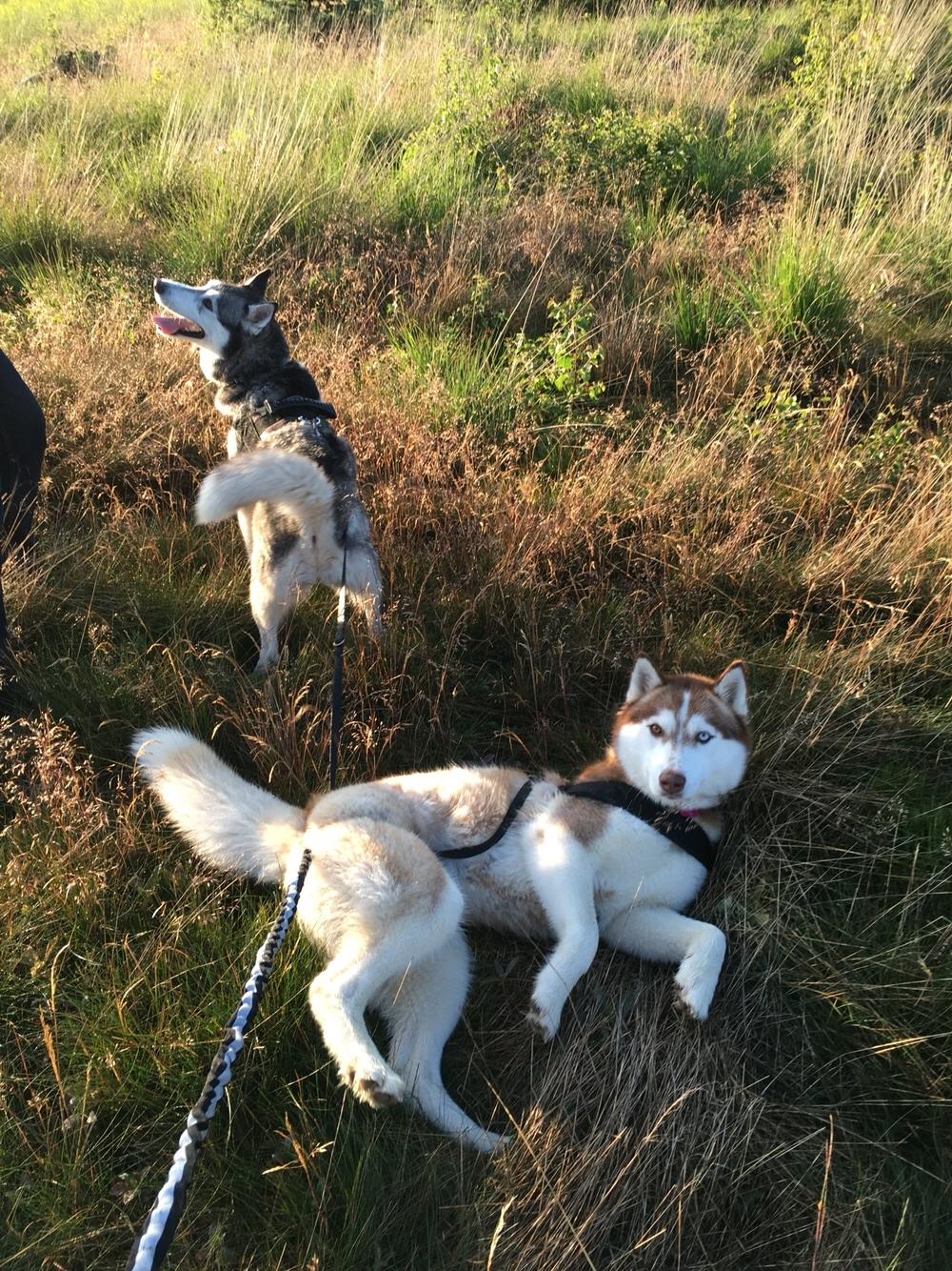 Siberian husky Fluffi billede 13