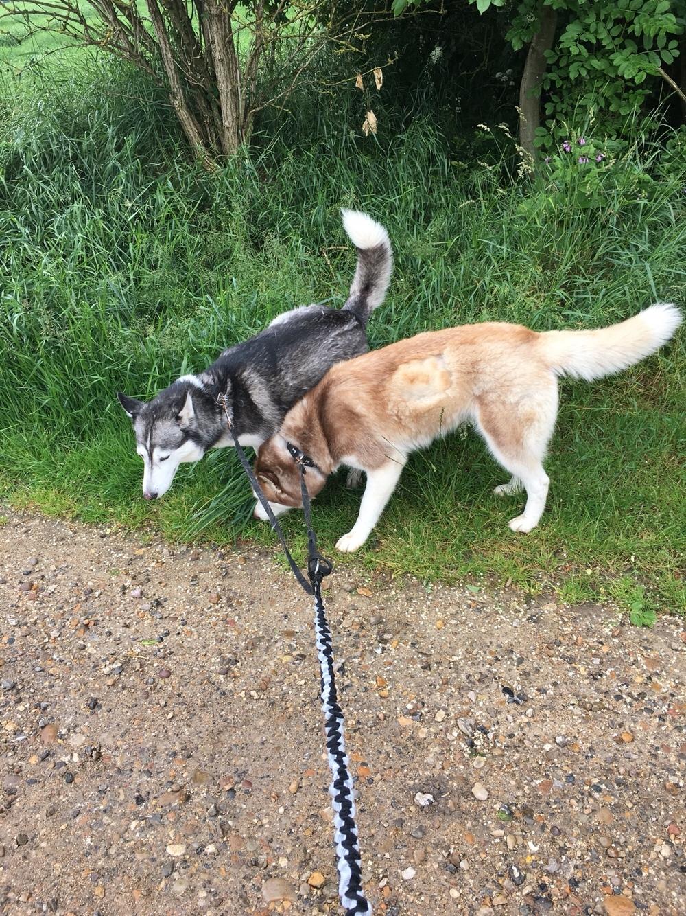 Siberian husky Fluffi billede 16