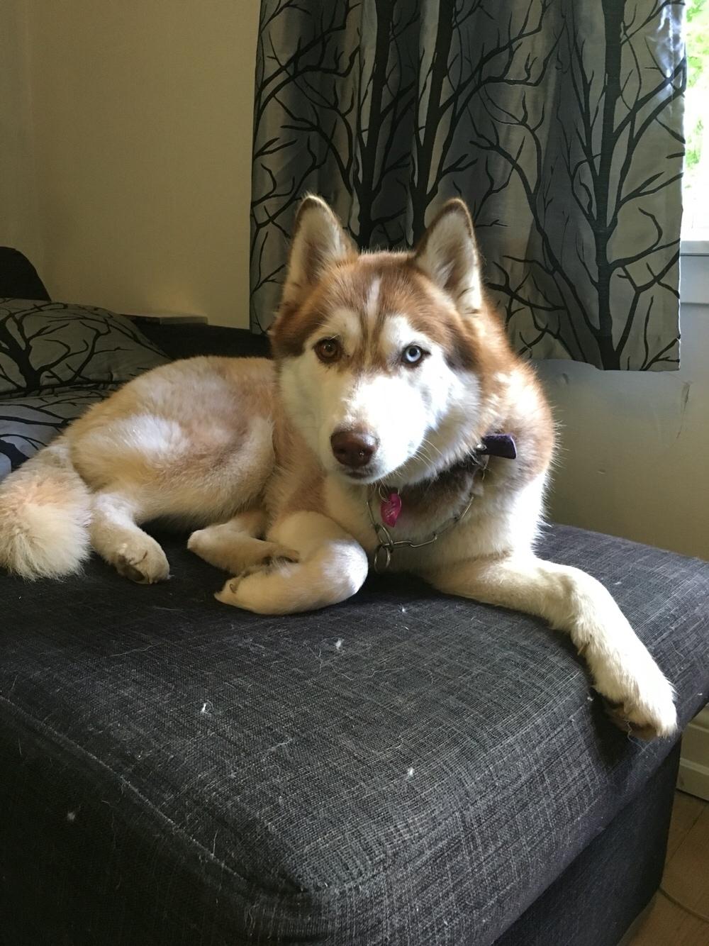 Siberian husky Fluffi billede 11