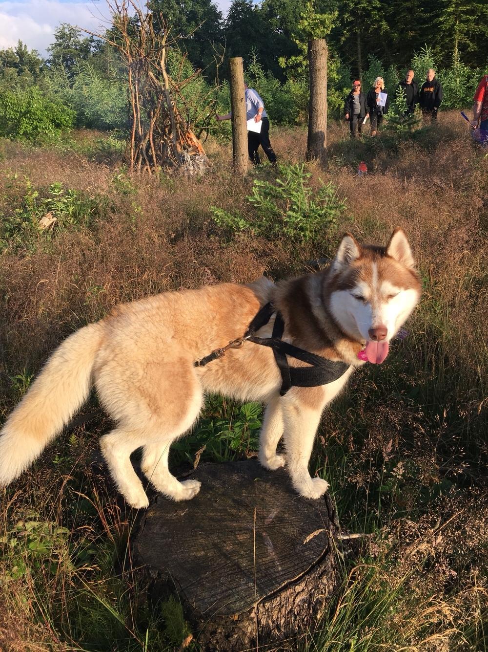 Siberian husky Fluffi billede 14