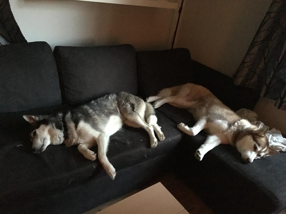 Siberian husky Fluffi billede 17