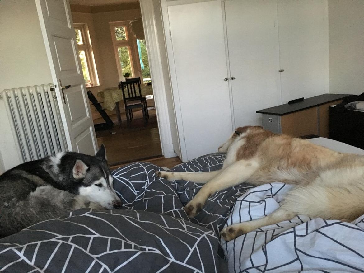 Siberian husky Fluffi billede 18