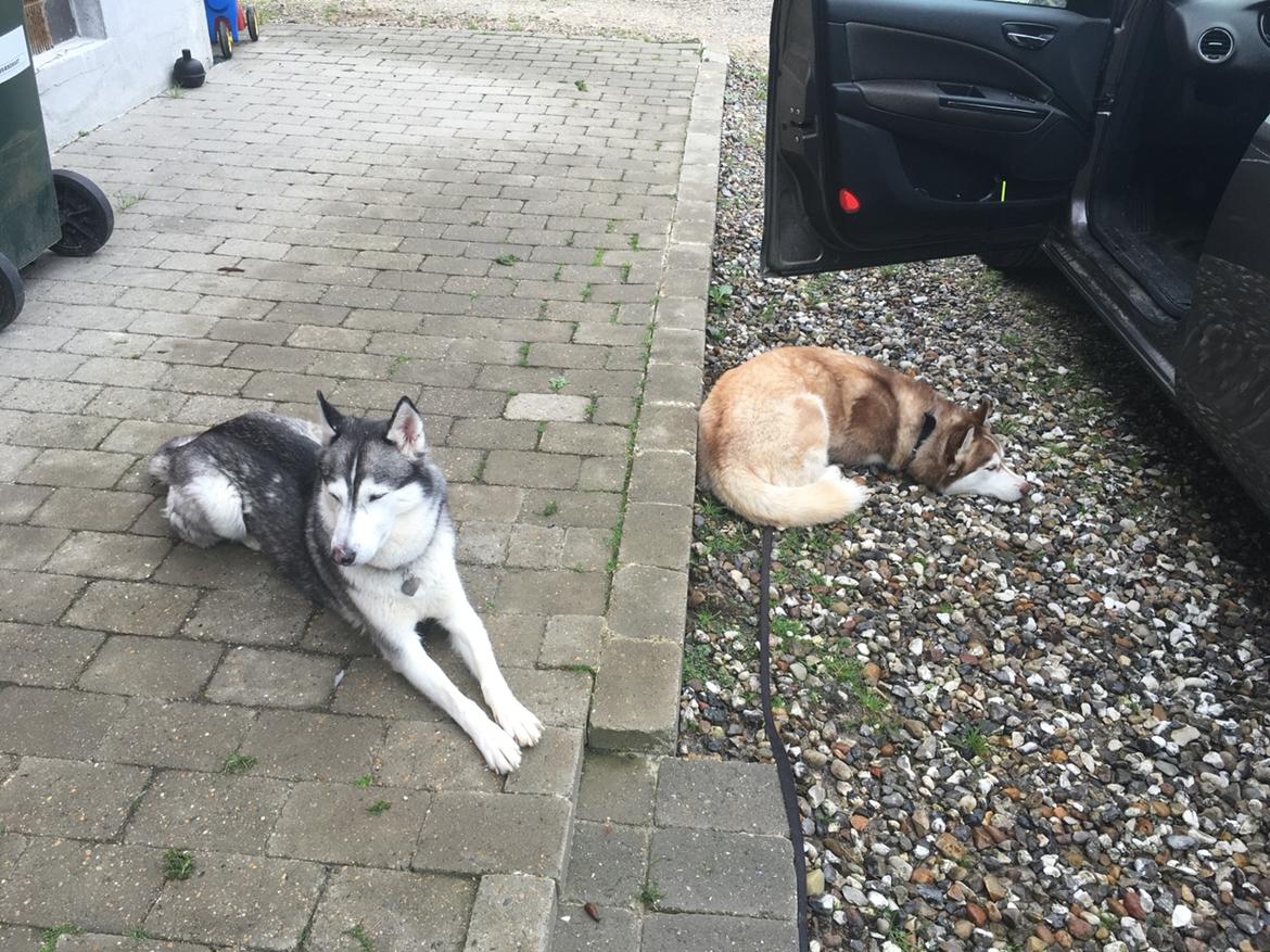 Siberian husky Fluffi billede 19