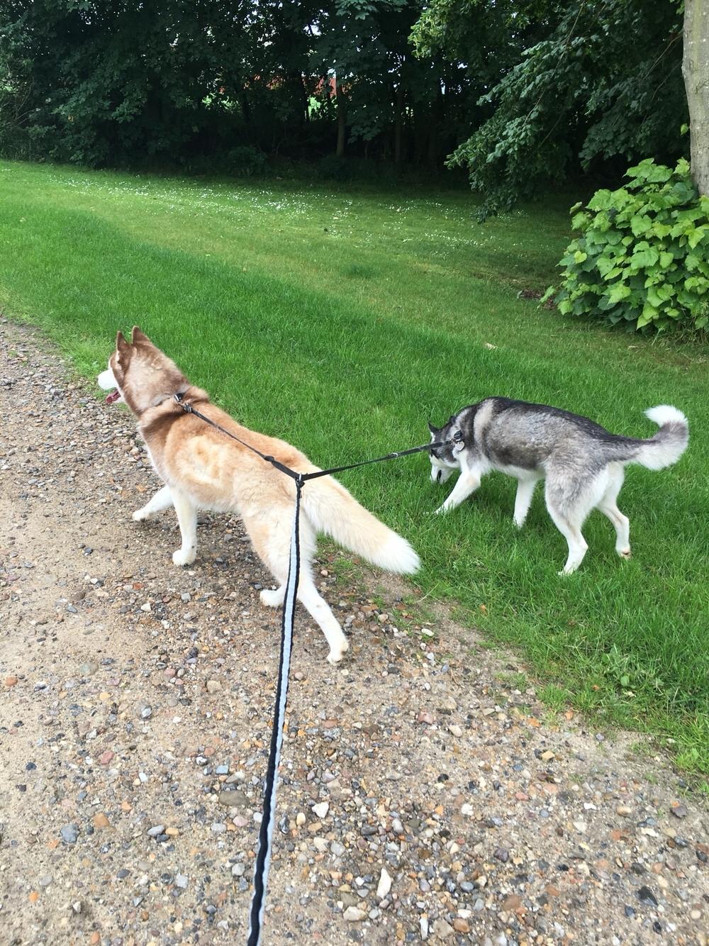 Siberian husky Fluffi billede 15