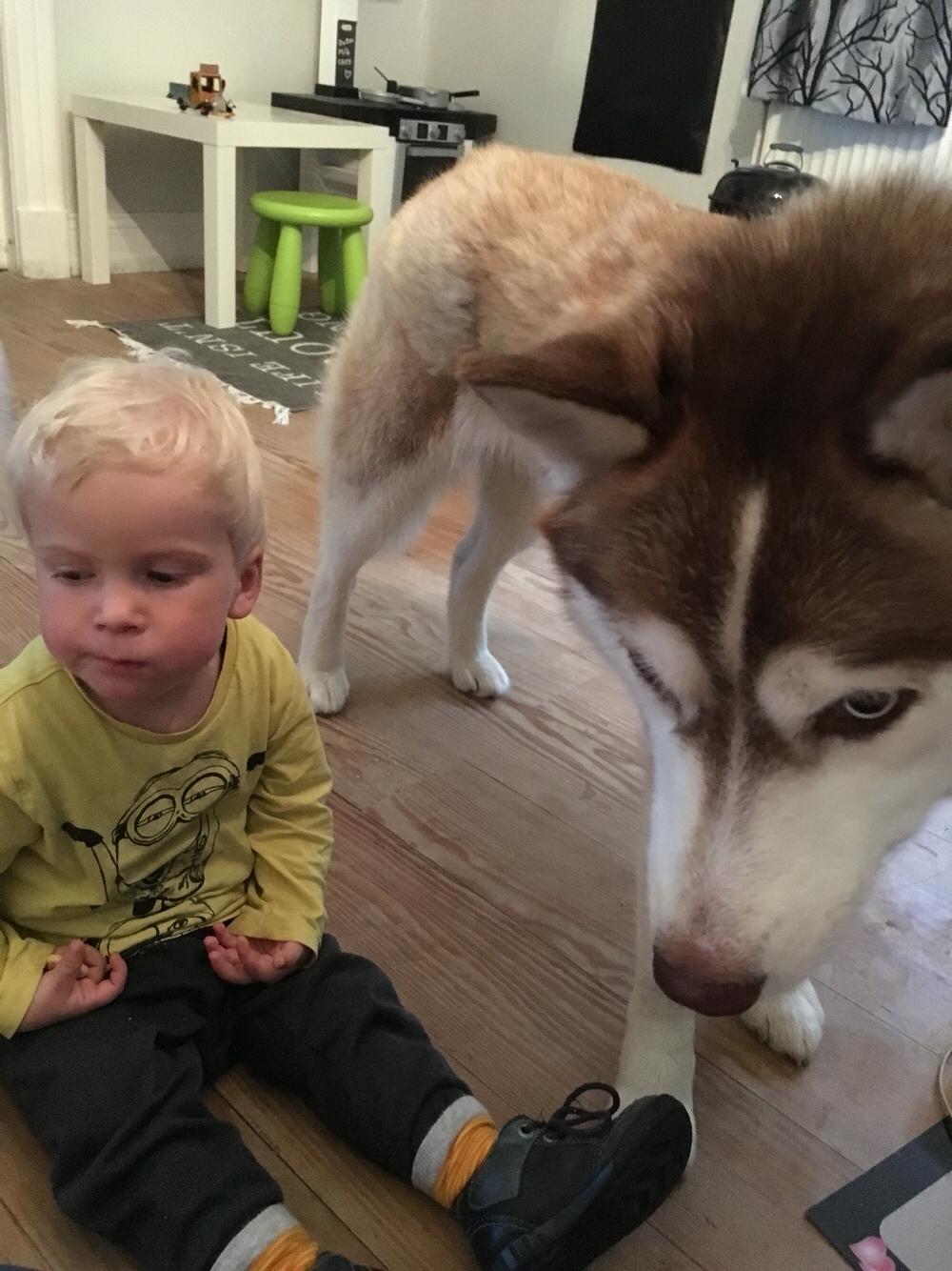 Siberian husky Fluffi billede 20