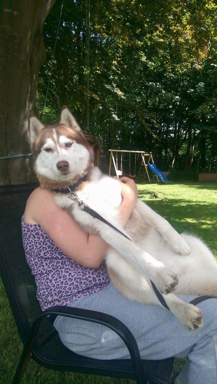 Siberian husky Fluffi billede 21