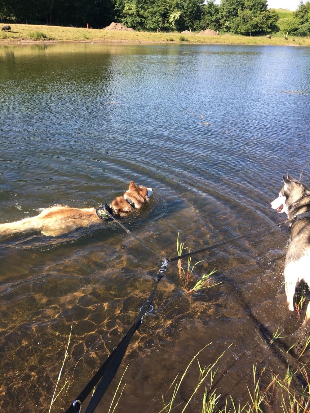 Siberian husky Fluffi billede 23