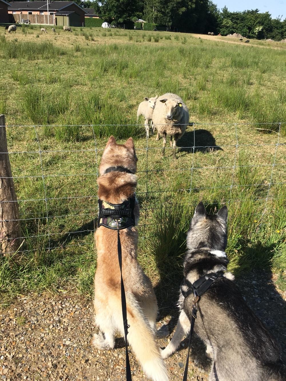 Siberian husky Fluffi billede 22