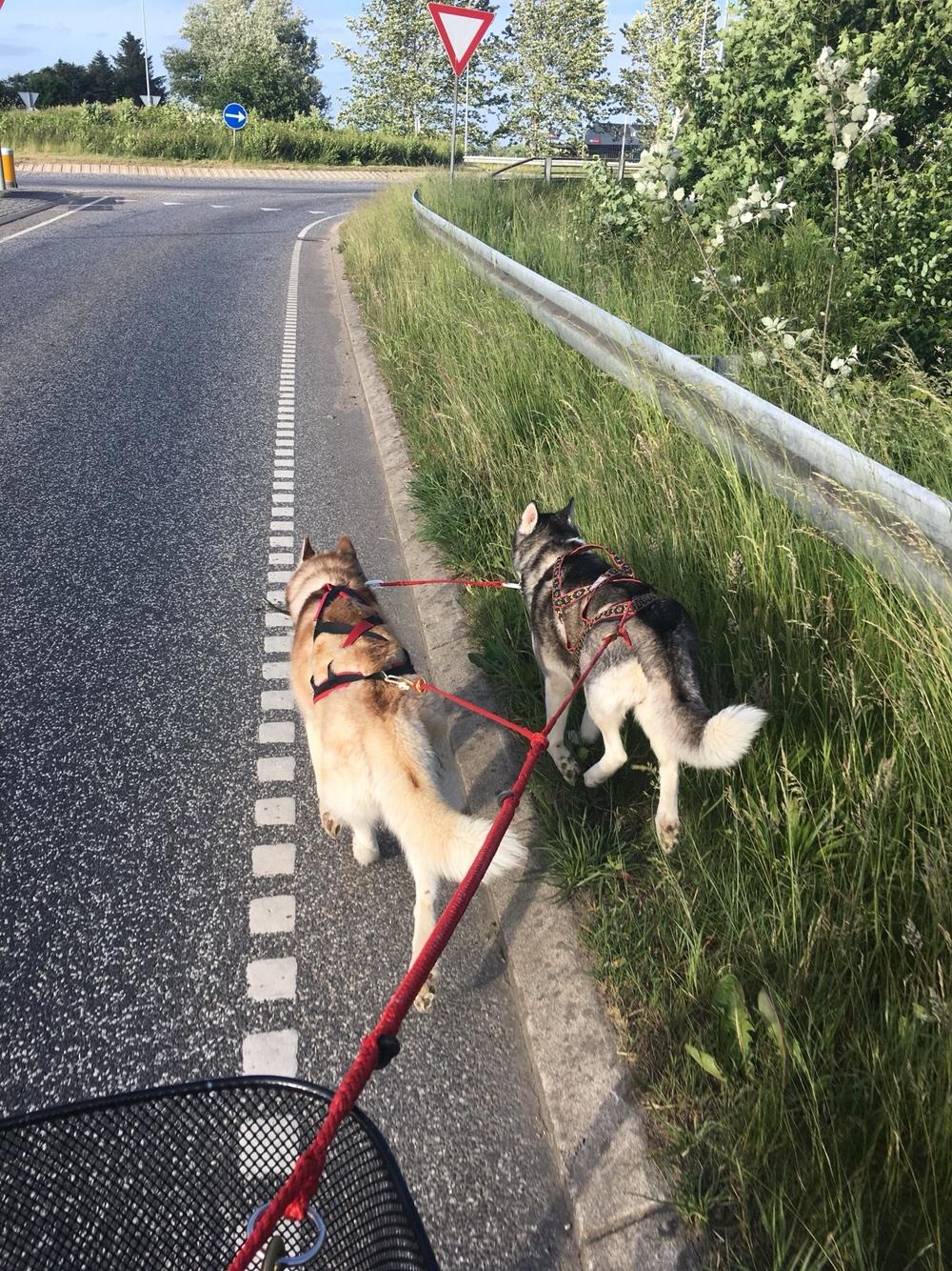 Siberian husky Fluffi billede 26