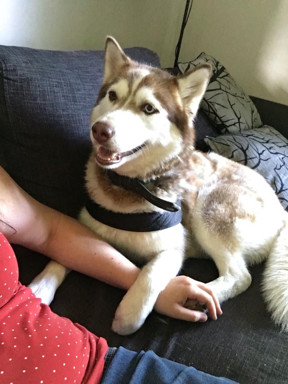 Siberian husky Fluffi billede 28